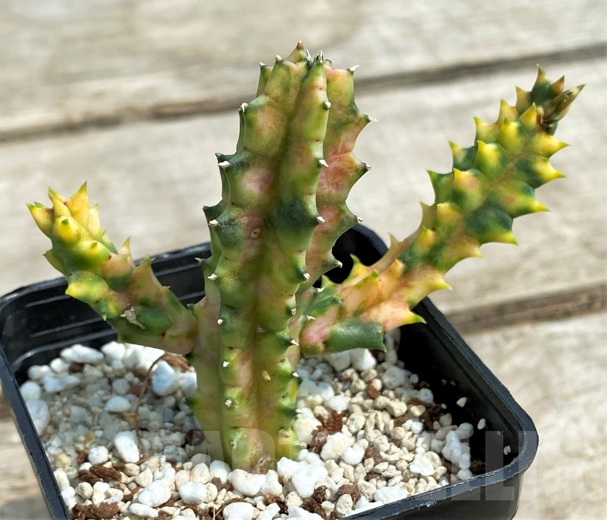 SHPR12696 Huernia zebrina f. variegata