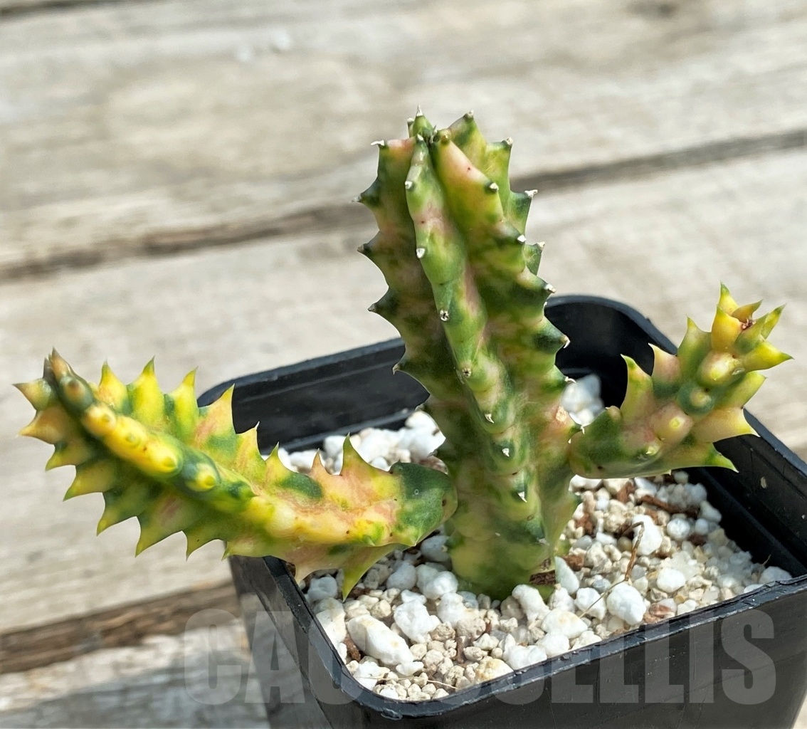 SHPR12696 Huernia zebrina f. variegata - Image 2