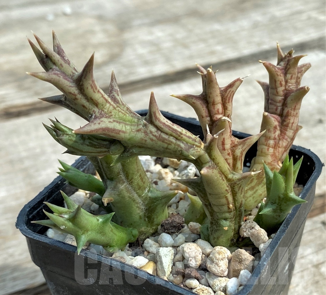 SHPR12697 Orbea dummeri