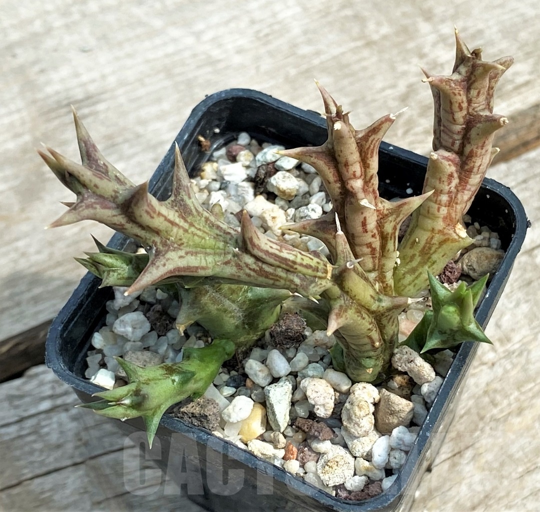 SHPR12697 Orbea dummeri - Image 2