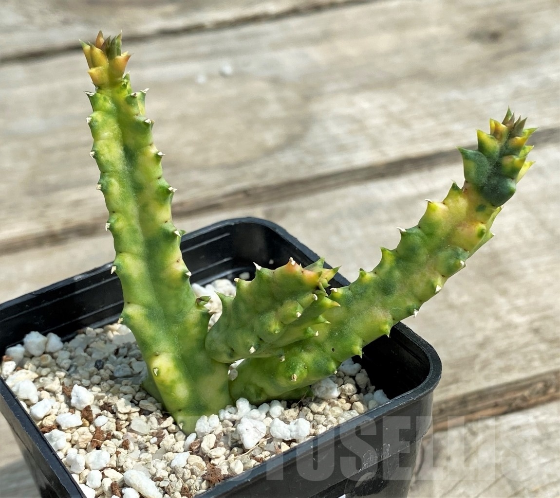 SHPR12698 Huernia zebrina f. variegata