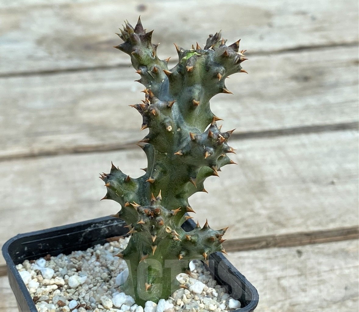 SHPR12699 Edithcolea grandis