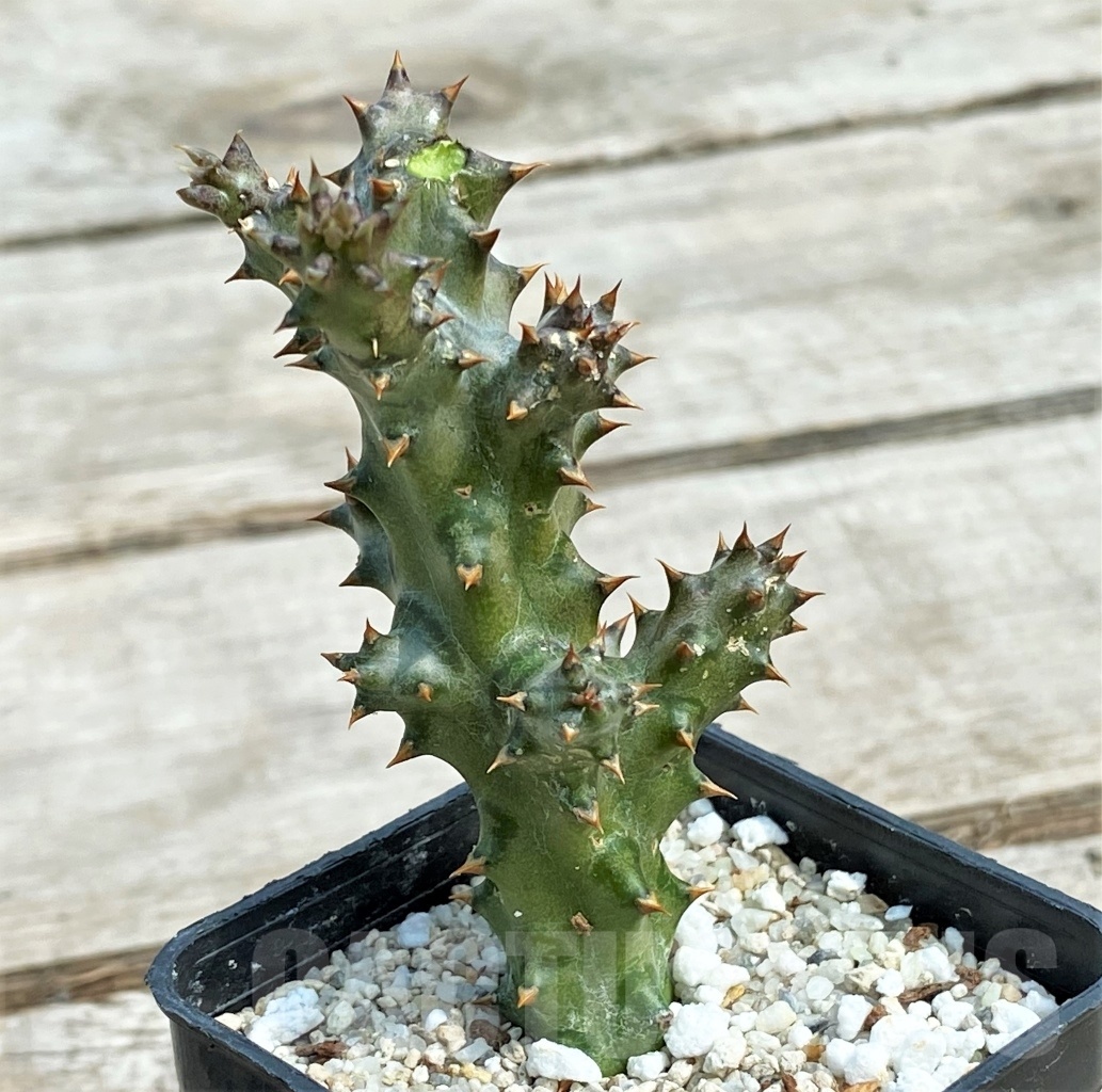 SHPR12699 Edithcolea grandis - Image 2