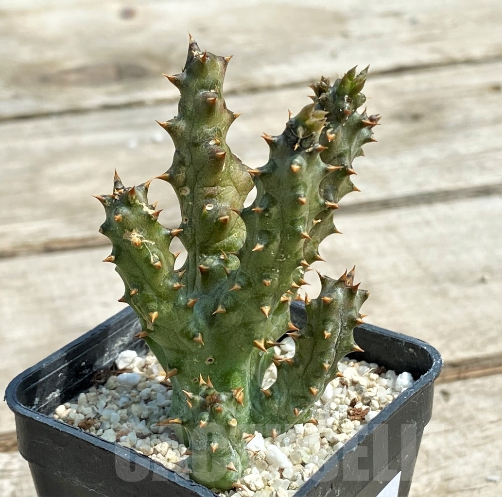 SHPR12700 Edithcolea grandis