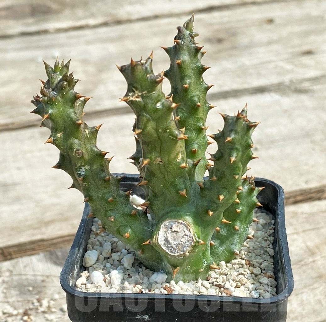 SHPR12700 Edithcolea grandis – Image 2