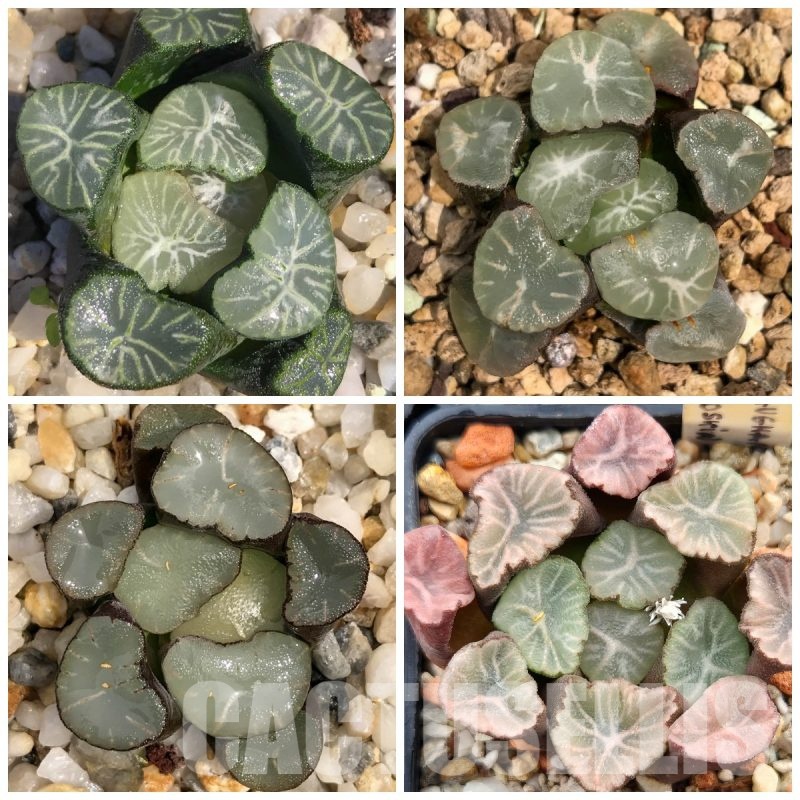 LOT506 10 SEEDS Haworthia maughanii  mix Japan, 2025