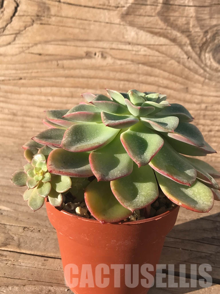 SHPR5266 Echeveria noble red - immagine 4