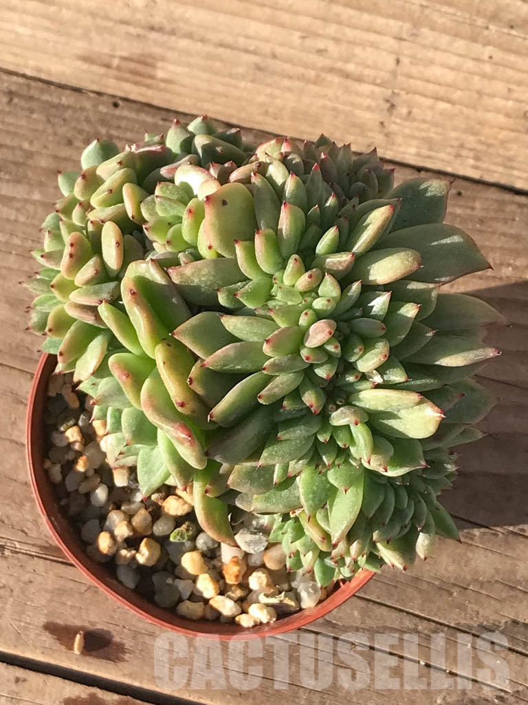 SHPR6500 Echeveria hybrid f. cristata