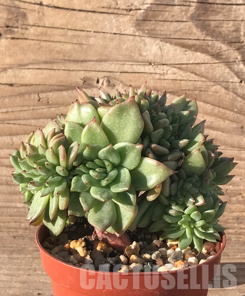 SHPR6500 Echeveria hybrid f. cristata - immagine 3