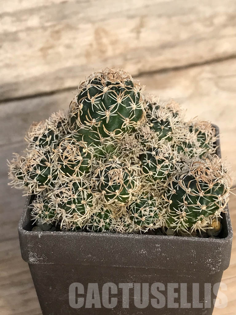 SHPR8403 Echinopsis schieliana / Lobivia schieliana - Image 2