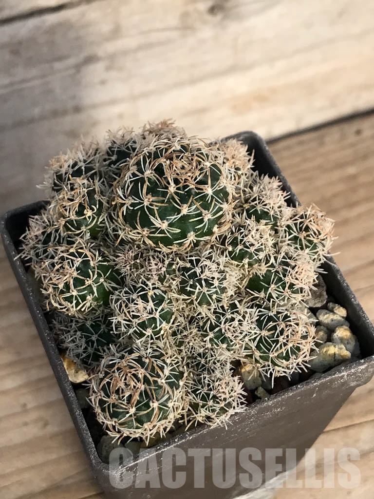 SHPR8403 Echinopsis schieliana / Lobivia schieliana - Image 3