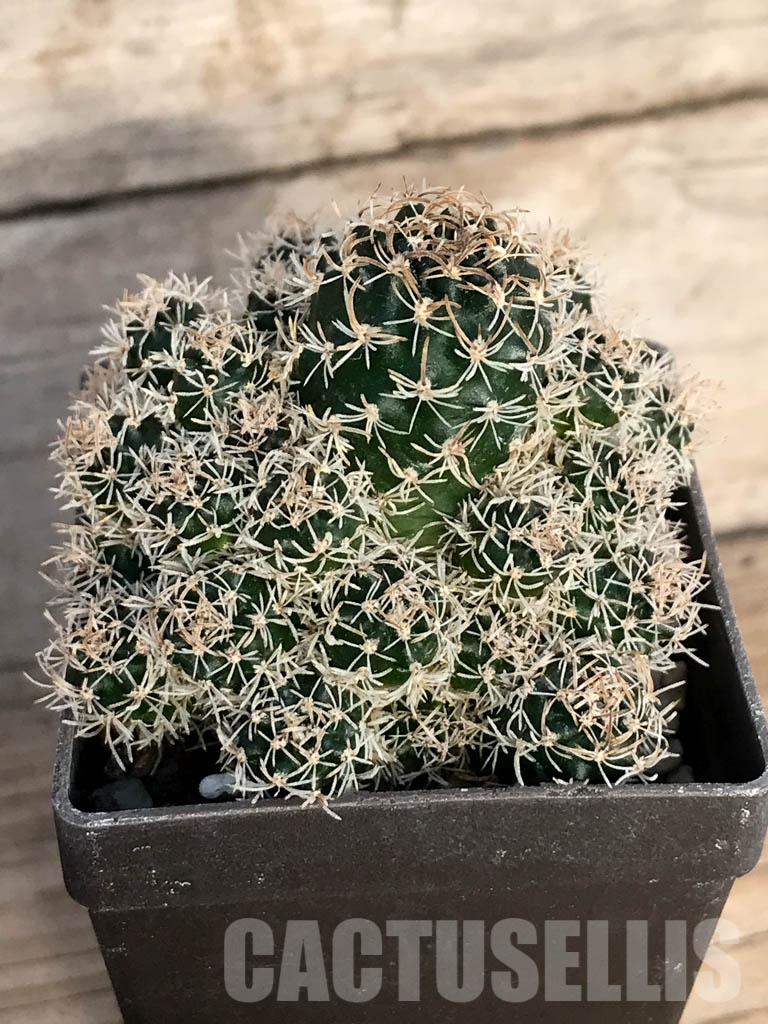 SHPR8403 Echinopsis schieliana / Lobivia schieliana