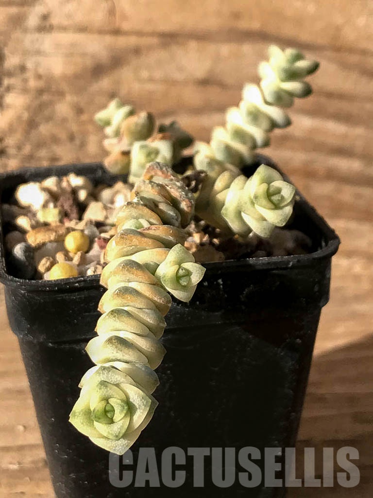 SHPR8406 Crassula marnieriana 'fantasy'