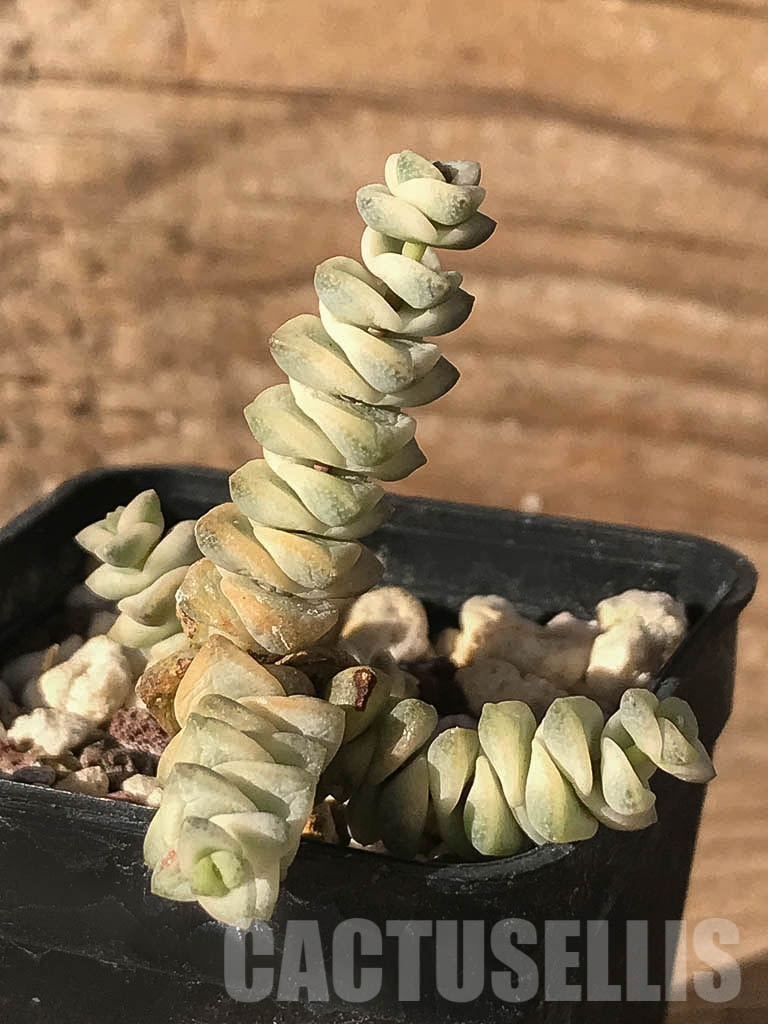 SHPR8406 Crassula marnieriana 'fantasy' - immagine 3