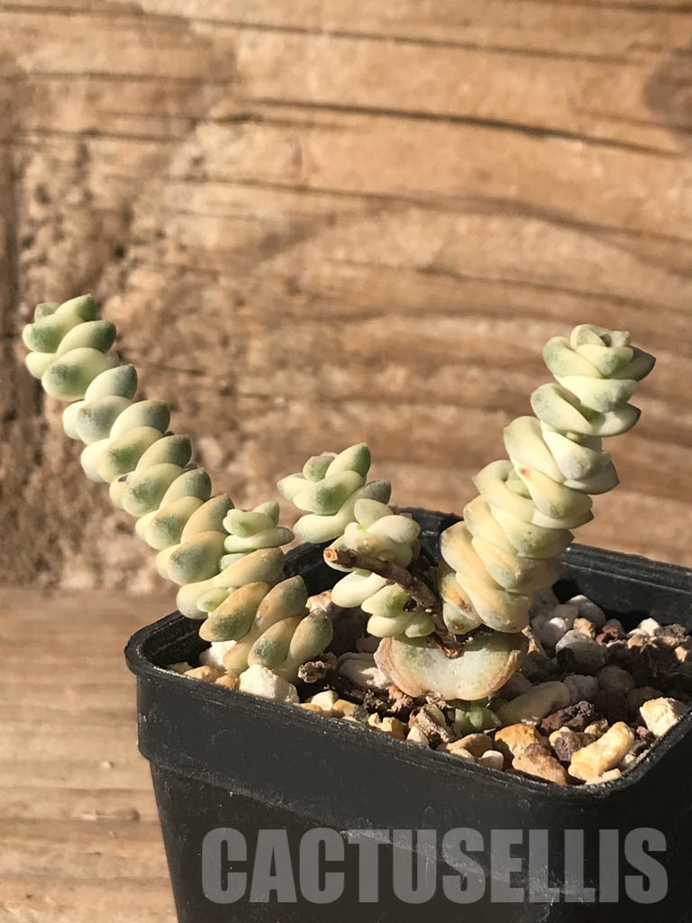 SHPR8406 Crassula marnieriana 'fantasy' - immagine 4