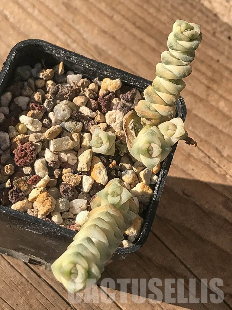 SHPR8406 Crassula marnieriana 'fantasy' - immagine 5