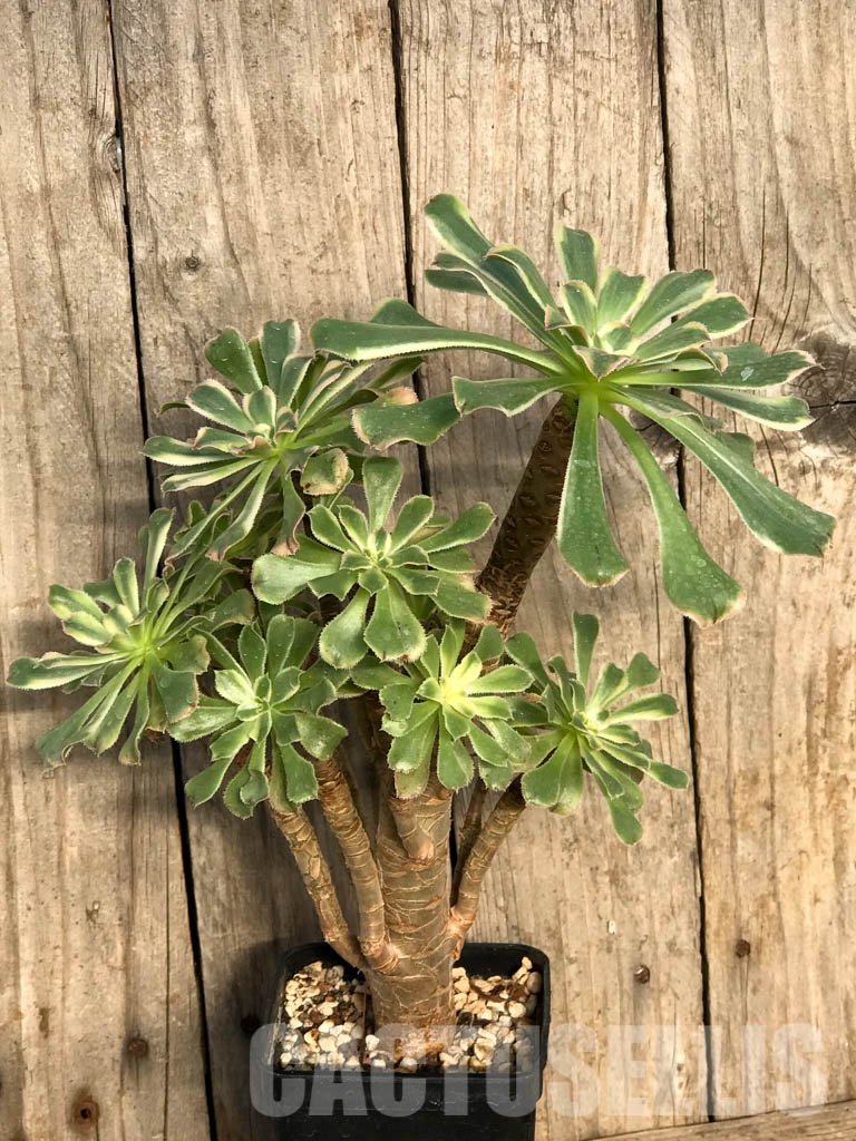 SHPR8408 Aeonium arboreum variegata - immagine 2