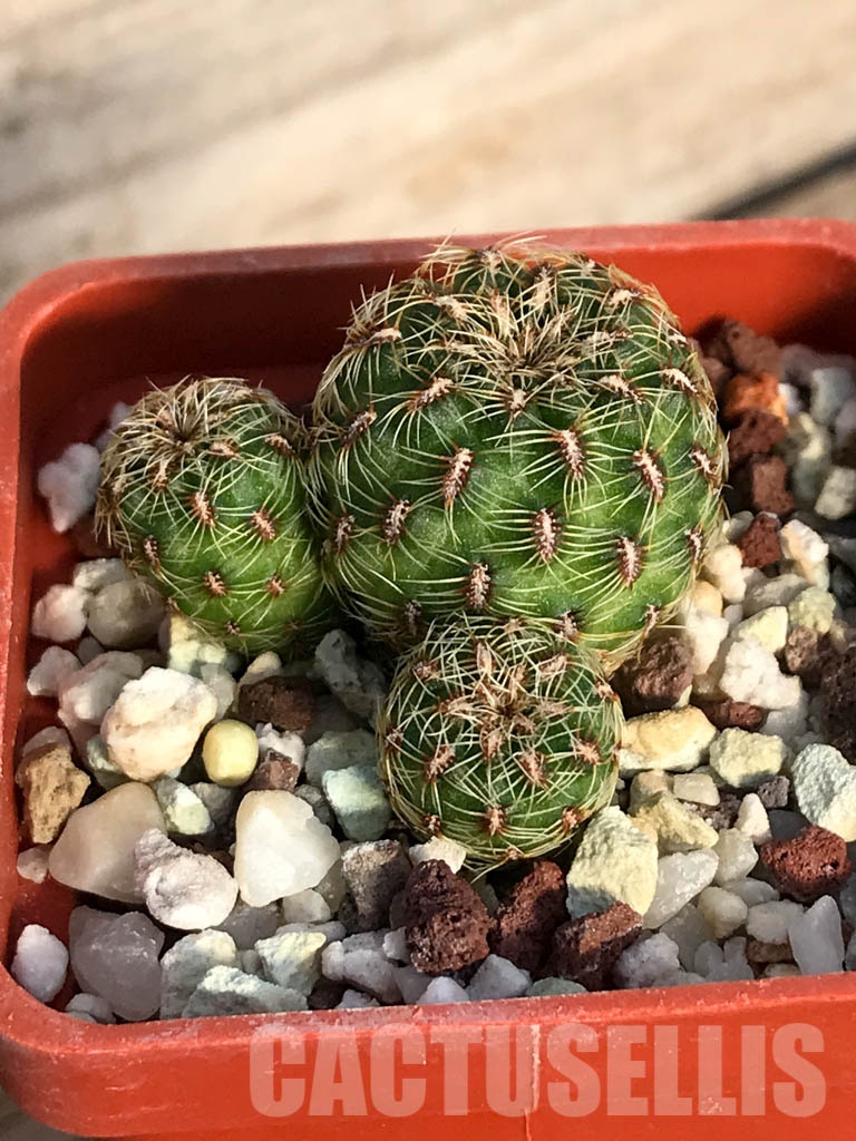 SHPR8410 Sulcorebutia elizabethae VZ 204, Cerro Colata, Bolivia - Image 2