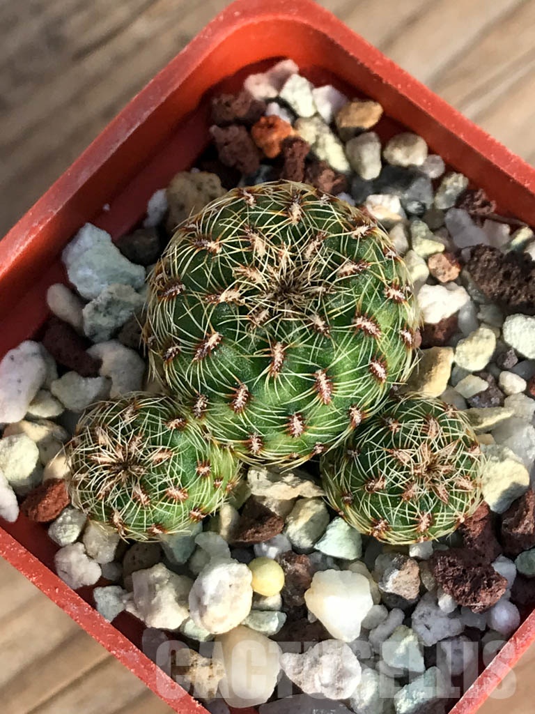 SHPR8410 Sulcorebutia elizabethae VZ 204, Cerro Colata, Bolivia