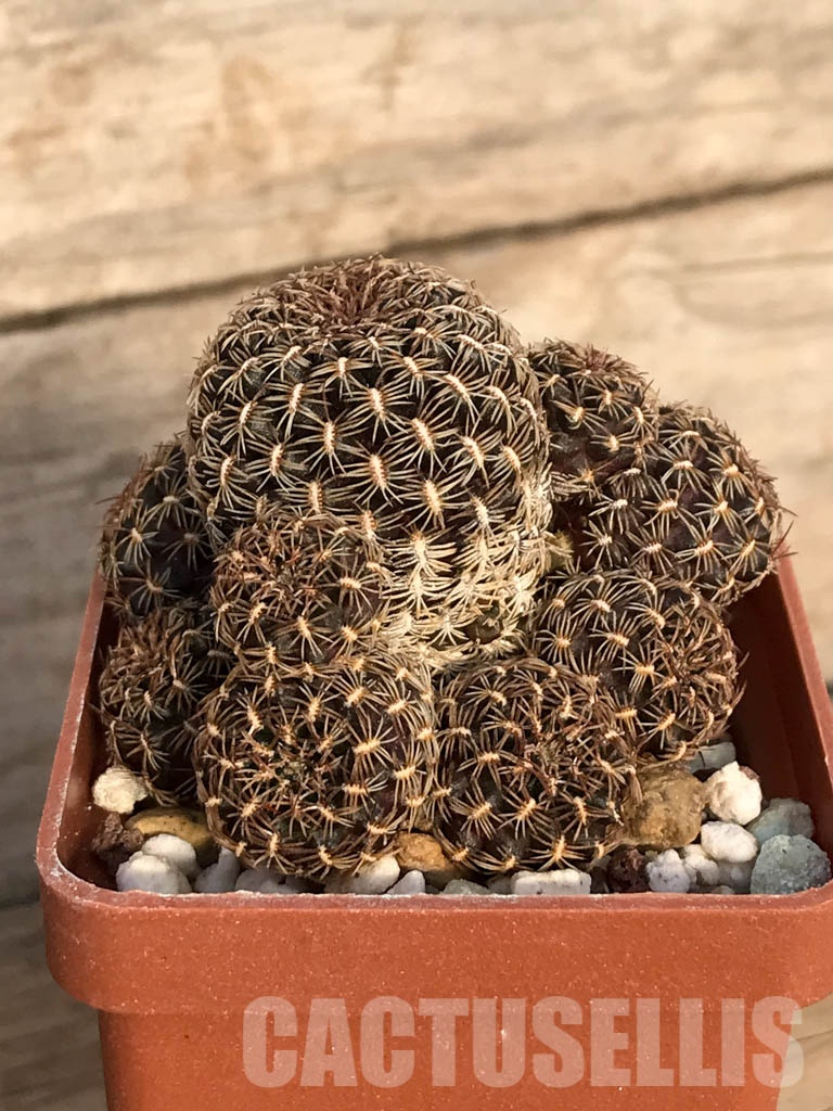 SHPR8411 Sulcorebutia augustinii HS 152, Huanakuni Chico, Cochabamba, Bolivia