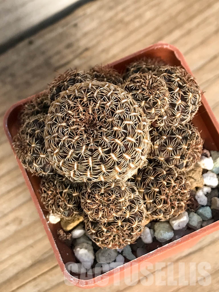 SHPR8411 Sulcorebutia augustinii HS 152, Huanakuni Chico, Cochabamba, Bolivia - Obrázek 3