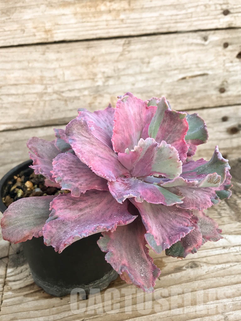 SHPR8412 Echeveria santili mutasi - Image 2