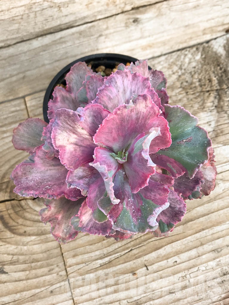 SHPR8412 Echeveria santili mutasi