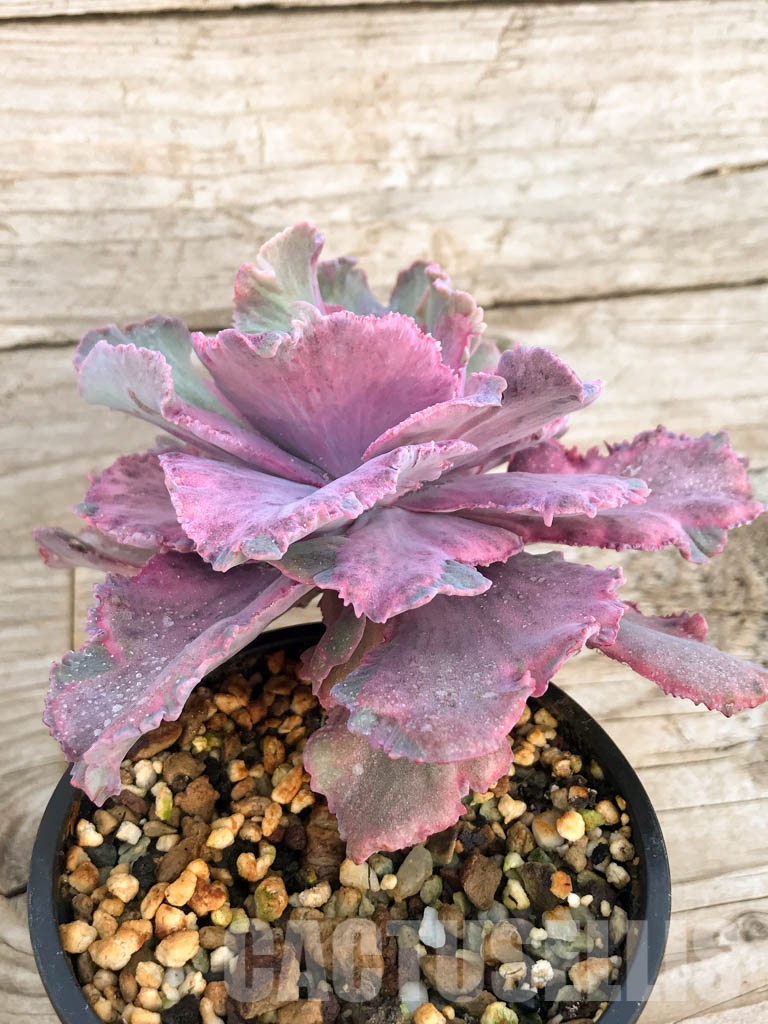 SHPR8412 Echeveria santili mutasi - Image 4