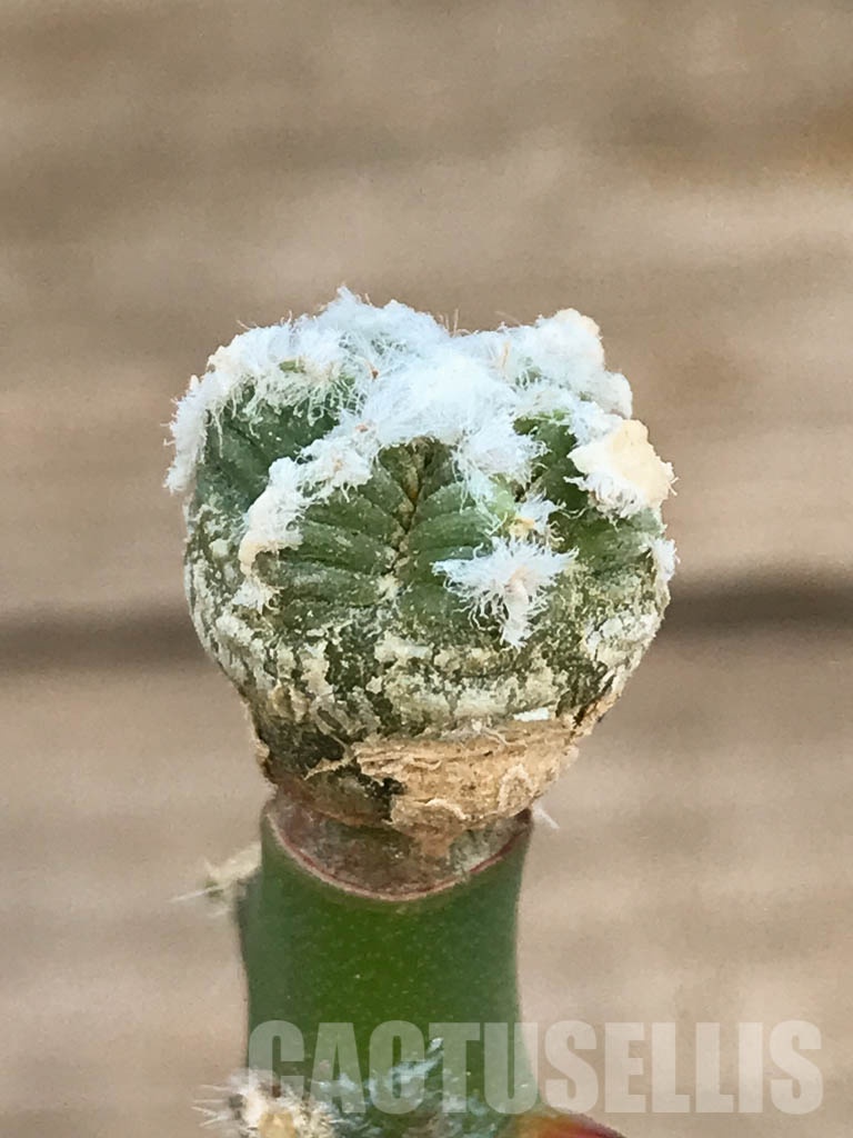 SHPR8413 Aztekium hintonii VM 148, Sierra Tapias, Mexico, seedling