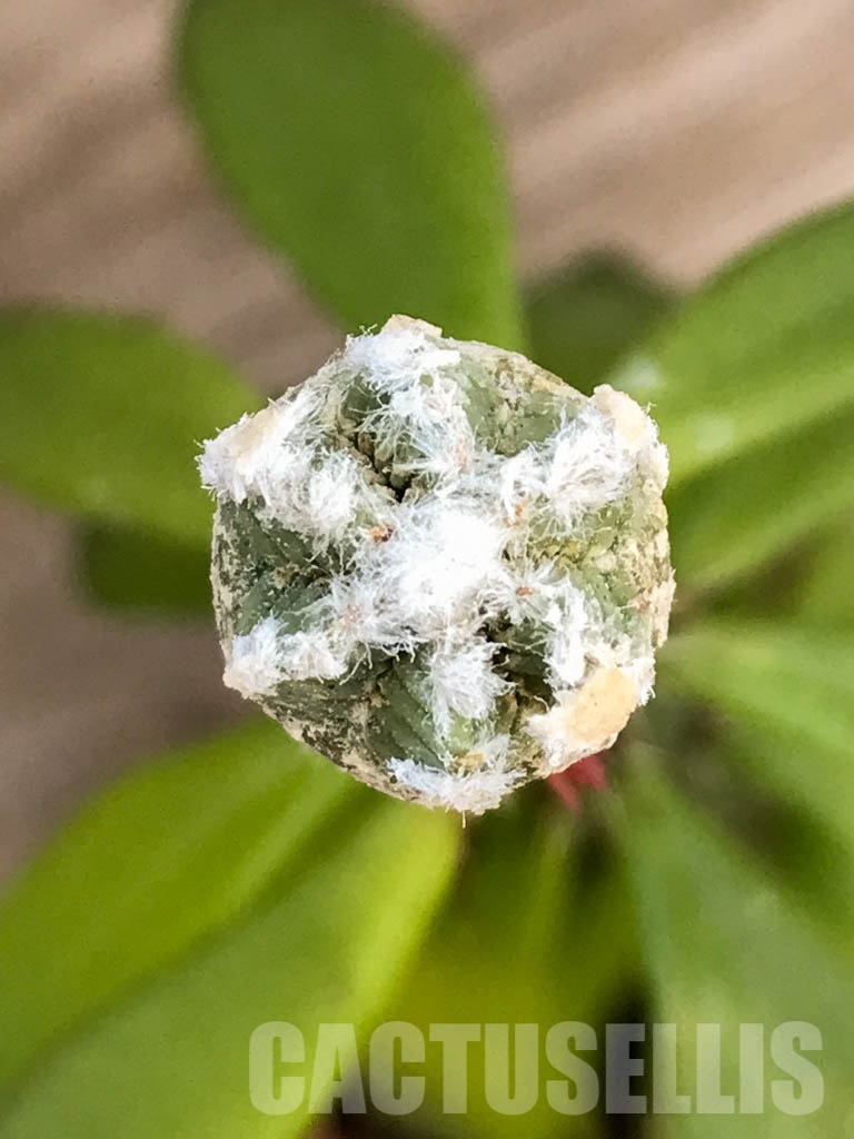 SHPR8413 Aztekium hintonii VM 148, Sierra Tapias, Mexico, seedling - 画像 (3)