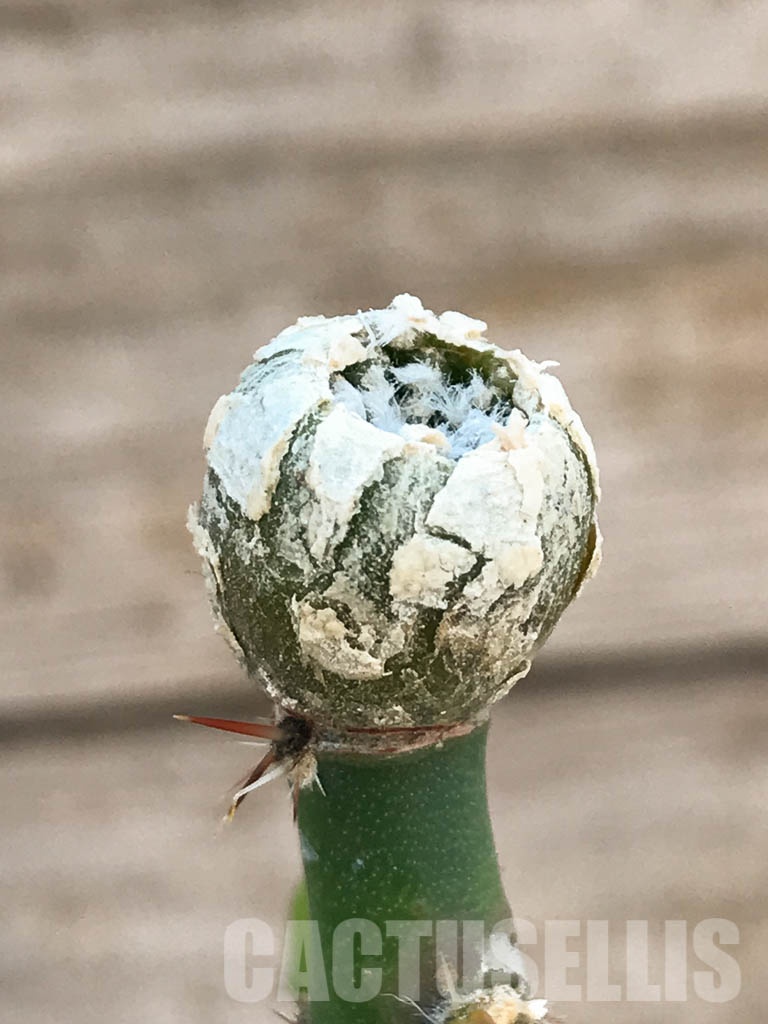 SHPR8414 Aztekium hintonii VM 148, Sierra Tapias, Mexico, seedling