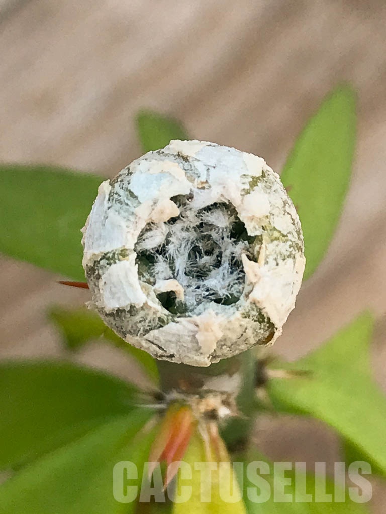 SHPR8414 Aztekium hintonii VM 148, Sierra Tapias, Mexico, seedling - Imagen 3