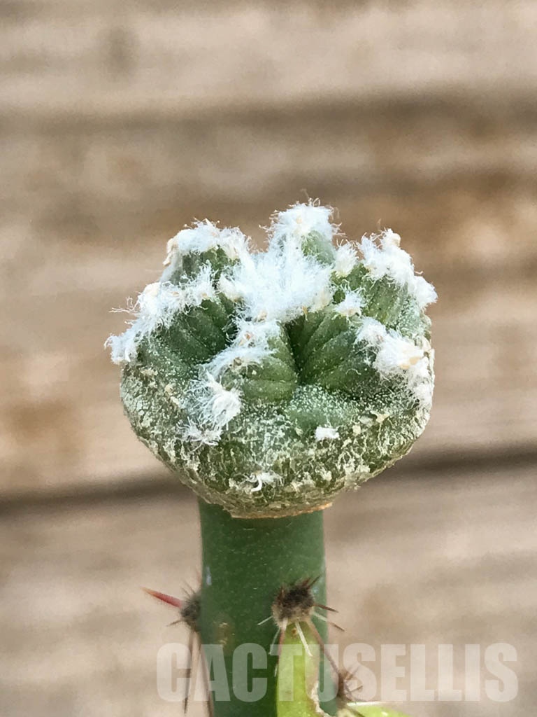 SHPR8416 Aztekium hintonii VM 148, Sierra Tapias, Mexico, seedling - Image 2