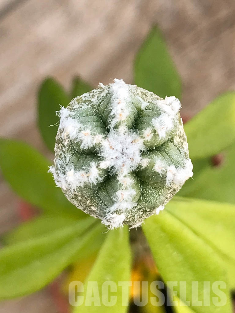 SHPR8416 Aztekium hintonii VM 148, Sierra Tapias, Mexico, seedling