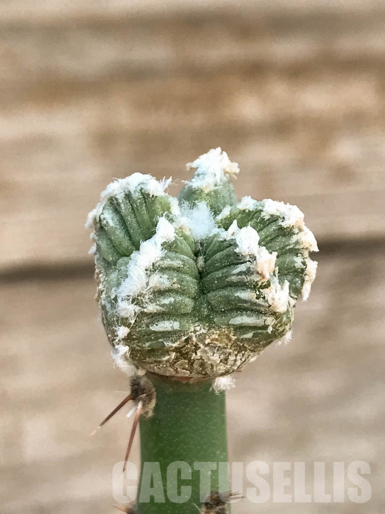 SHPR8417 Aztekium hintonii VM 148, Sierra Tapias, Mexico, seedling - Image 2