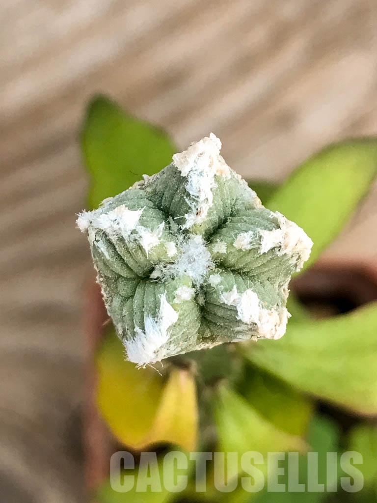 SHPR8417 Aztekium hintonii VM 148, Sierra Tapias, Mexico, seedling
