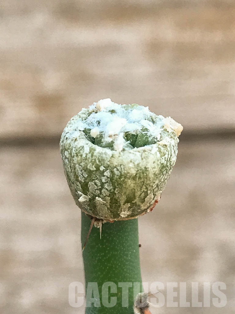 SHPR8418 Aztekium hintonii VM 148, Sierra Tapias, Mexico, seedling - Image 2