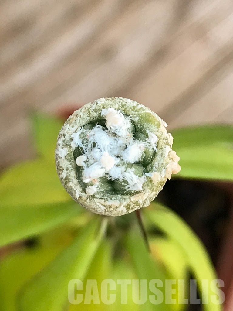 SHPR8418 Aztekium hintonii VM 148, Sierra Tapias, Mexico, seedling