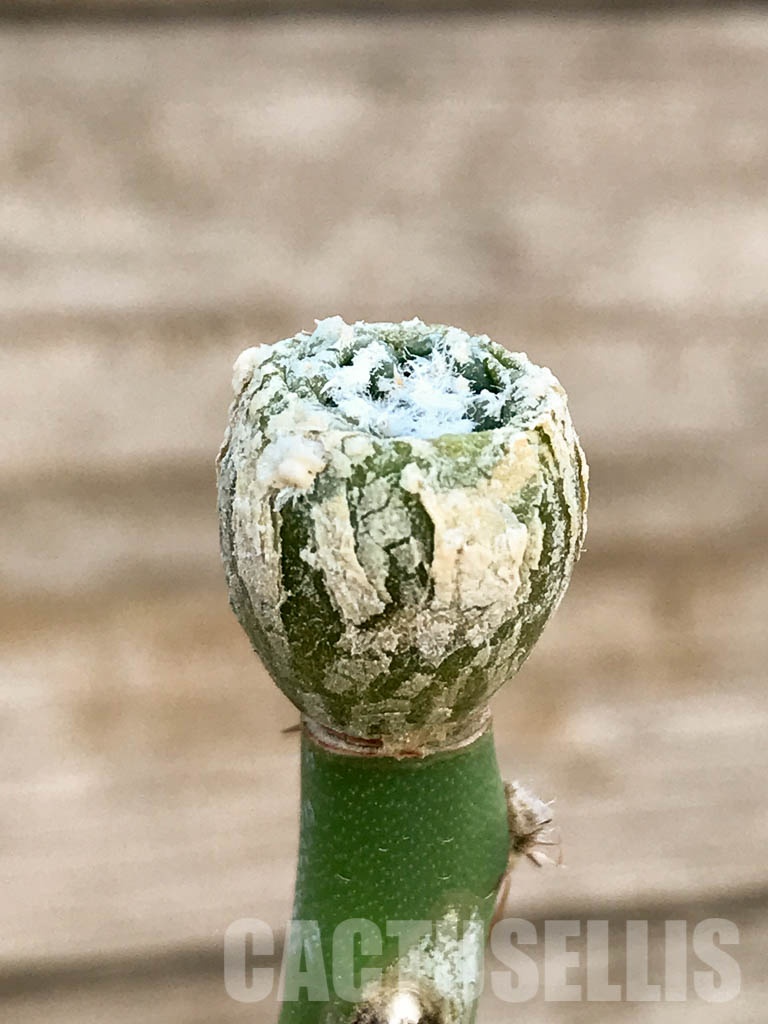 SHPR8419 Aztekium hintonii VM 148, Sierra Tapias, Mexico, seedling - Image 2