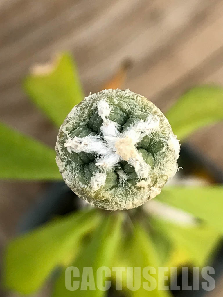 SHPR8421 Aztekium hintonii VM 148, Sierra Tapias, Mexico, seedling