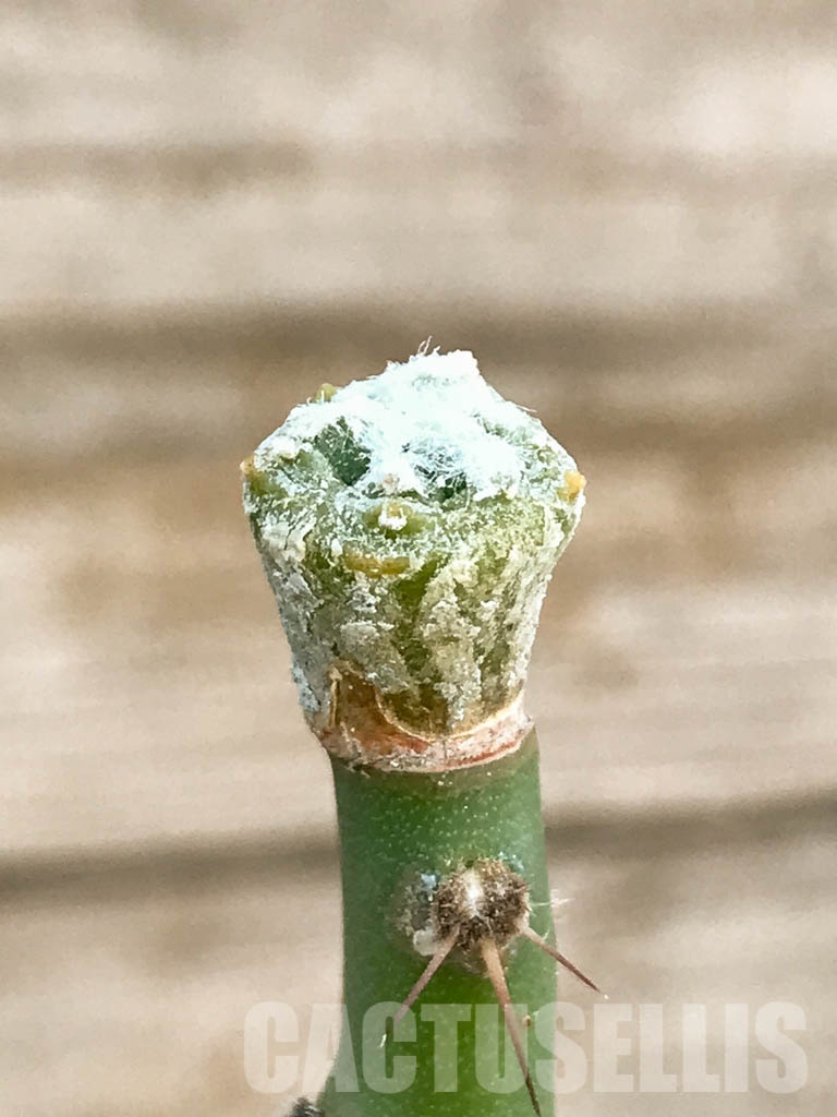 SHPR8422 Aztekium hintonii VM 148, Sierra Tapias, Mexico, seedling - Image 2