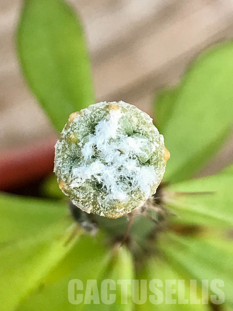 SHPR8422 Aztekium hintonii VM 148, Sierra Tapias, Mexico, seedling