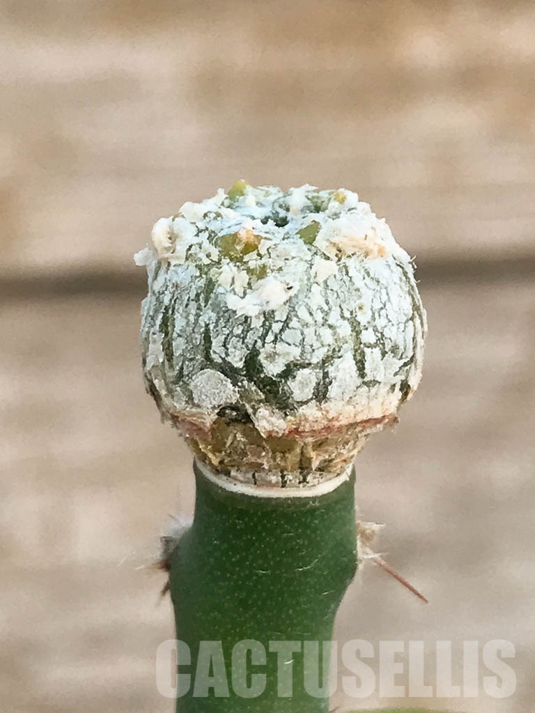 SHPR8424 Aztekium hintonii VM 148, Sierra Tapias, Mexico, seedling