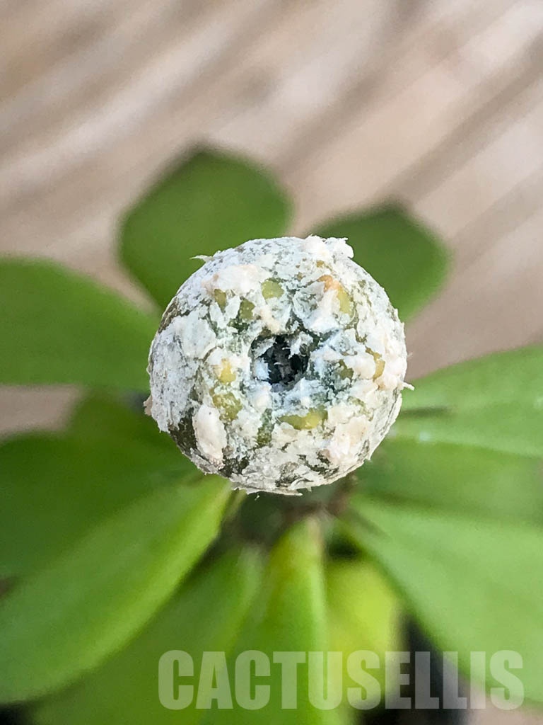 SHPR8424 Aztekium hintonii VM 148, Sierra Tapias, Mexico, seedling - Image 3