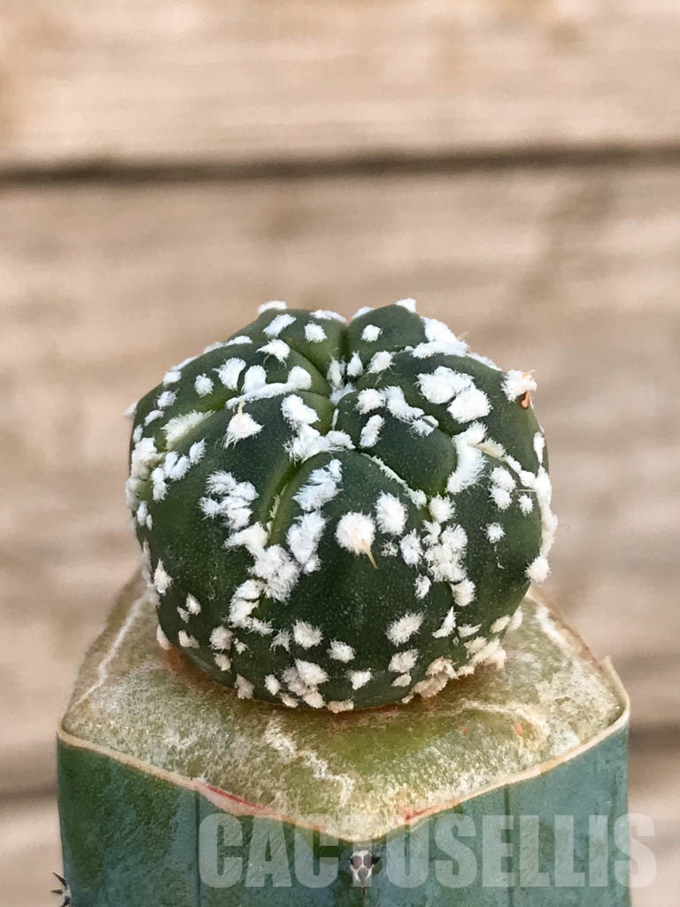 SHPR8425 Astrophytum asterias, grafted - Image 2