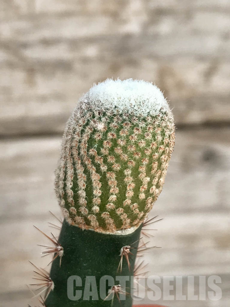 SHPR8529 Yavia cryptocarpa