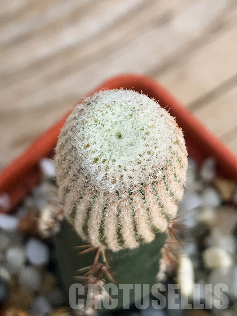 SHPR8426 Yavia cryptocarpa - Imagen 3