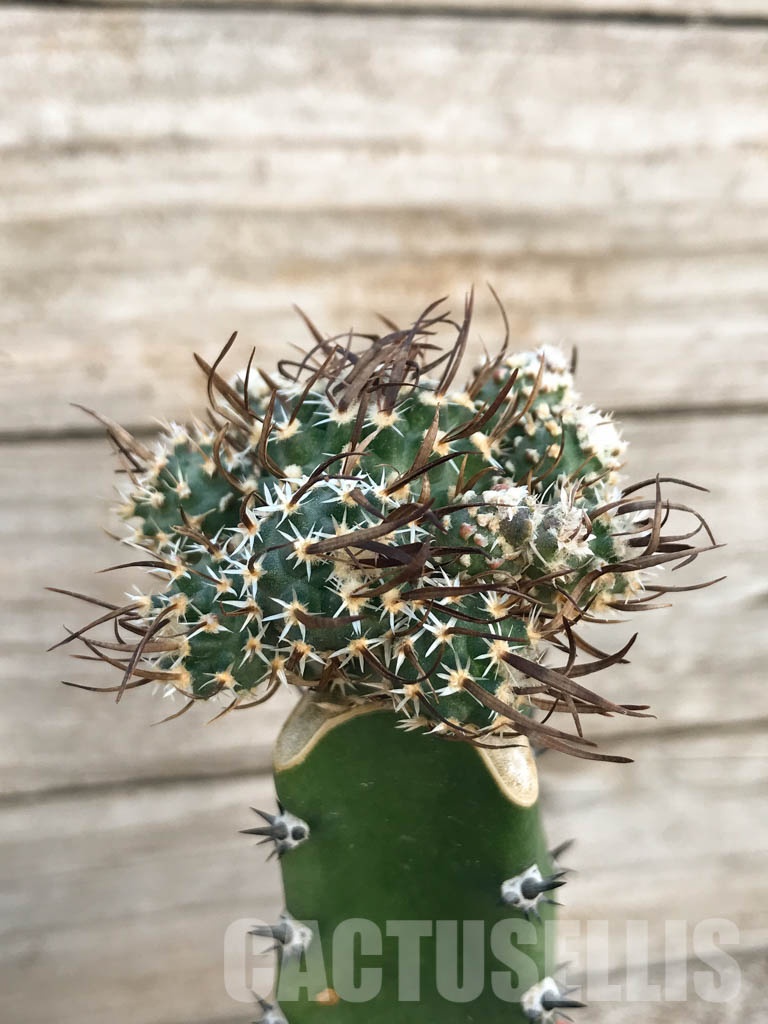 SHPR8428 Toumeya sp.