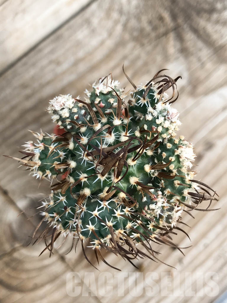 SHPR8428 Toumeya sp. - immagine 3