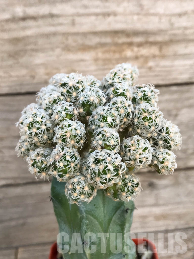 SHPR8429 Mammillaria theresae v. minima GCG 12504, Lajas, Puerto Rico